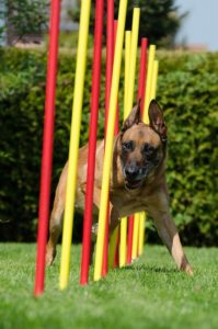 Dog sport agility