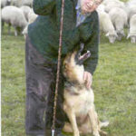 DDR Shepherd