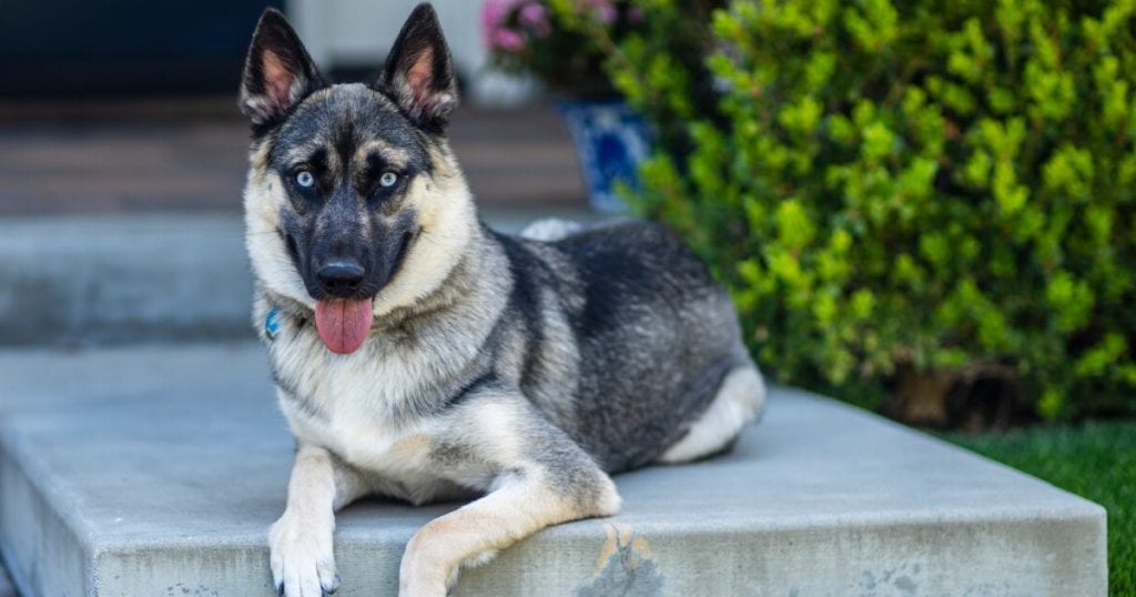 German Shepherd Husky Mix