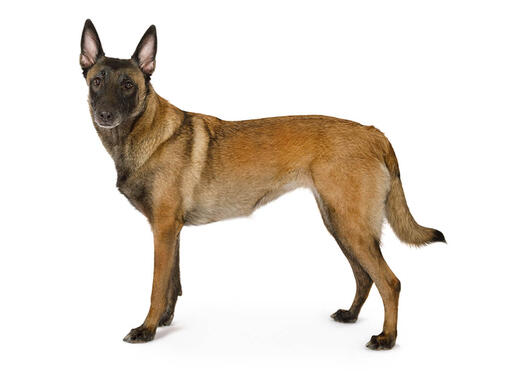 belgian-malinois-vs-german-shepherd