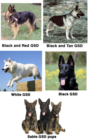 different colors of german shepherds