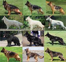 what Color are German Shepherds