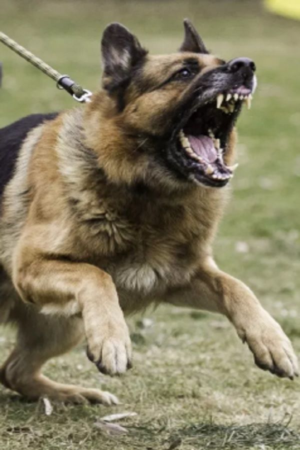 Are German Shepherds Aggressive