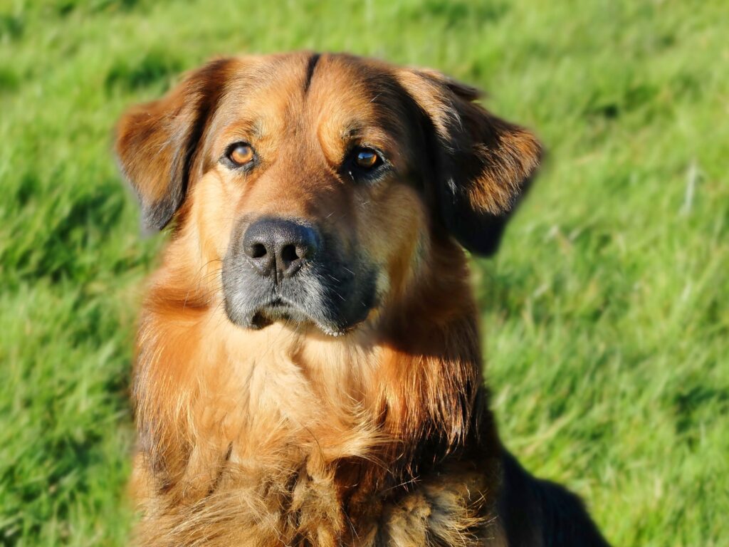 German Shepherd and Golden Retriever Mix